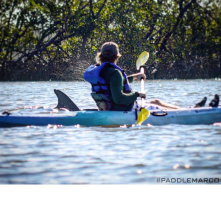 Dolphins and Manatees